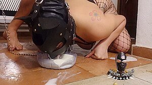 Cat Crawl Lick – Pet Play Bdsm Video
